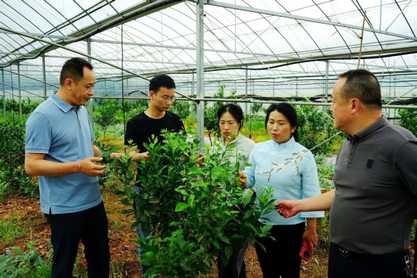 科技赋能田间 守护阳新柑橘丰产